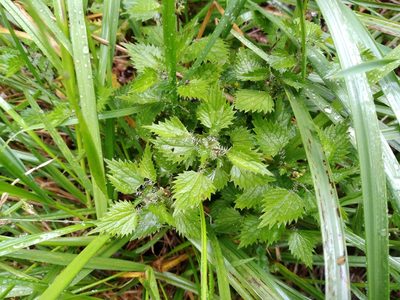Urtica sykesii, photographed by Leon Perrie