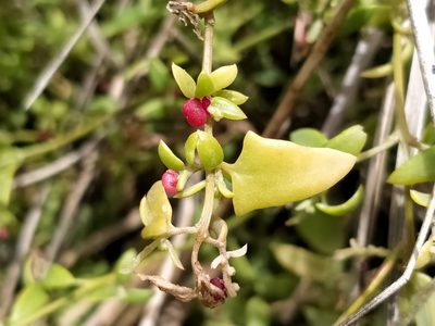Chenopodium nutans, photographed by John Barkla