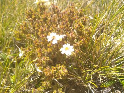 Euphrasia townsonii, photographed by Leon Perrie