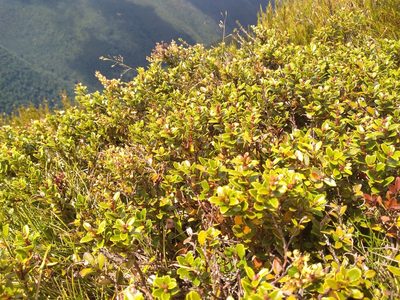 Gaultheria crassa, photographed by Leon Perrie