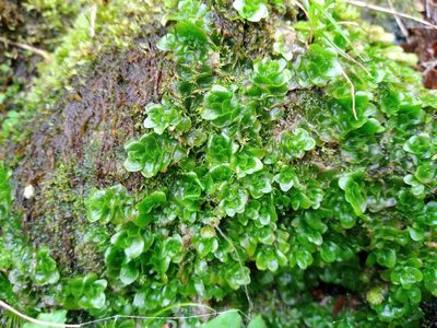 Treubia lacunosa, photographed by Leon Perrie