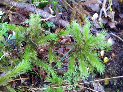 Dendroligotrichum tongariroense, photographed by Leon Perrie