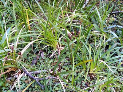 Libertia ixioides, photographed by Leon Perrie