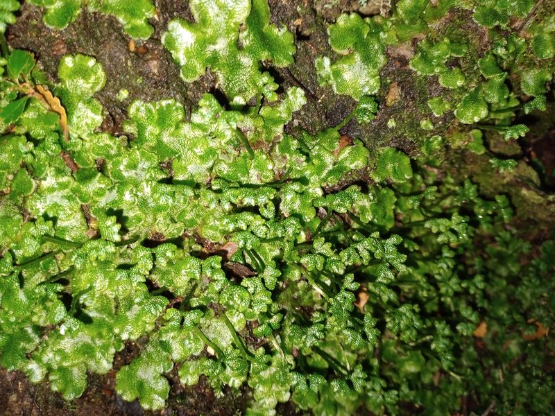 Neohodgsonia mirabilis, photographed by Leon Perrie