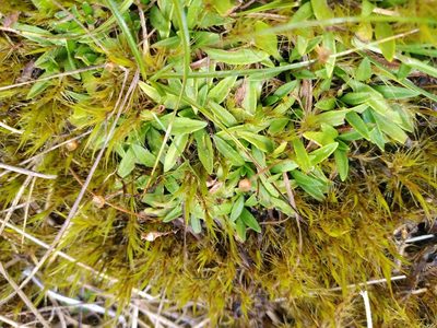 Plantago unibracteata, photographed by Leon Perrie