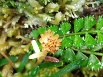 Abrotanella linearis, photographed by Leon Perrie