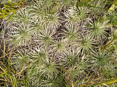 Celmisia sessiliflora, photographed by Leon Perrie