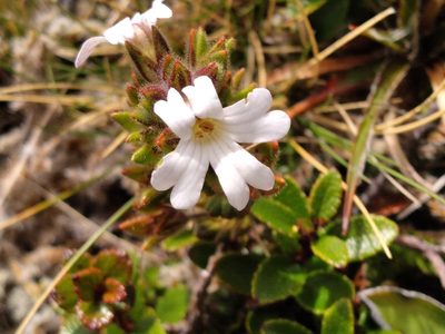 Euphrasia townsonii, photographed by Leon Perrie