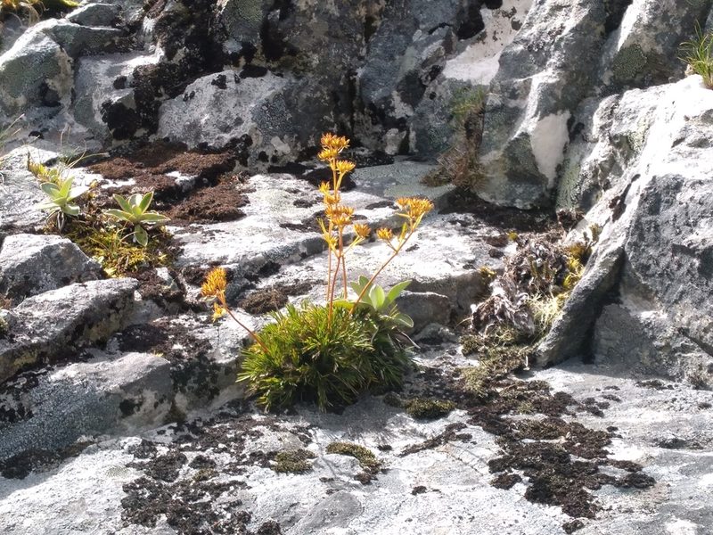 Aciphylla polita, photographed by Leon Perrie