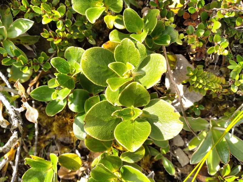 Coprosma serrulata, photographed by Leon Perrie