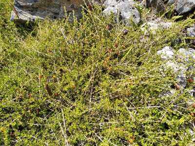 Coprosma cheesemanii, photographed by Leon Perrie