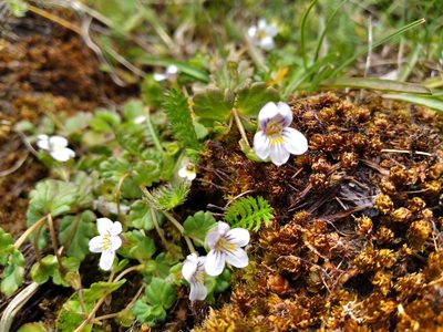 Euphrasia cheesemanii, photographed by Leon Perrie