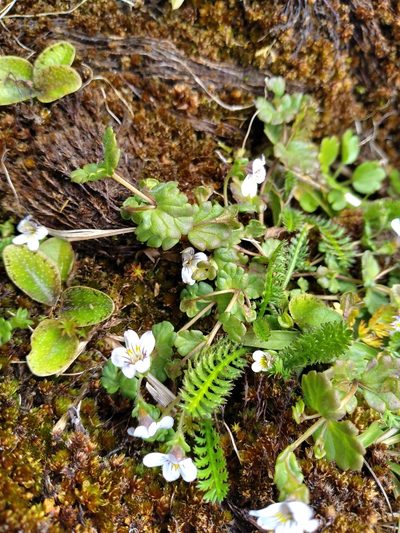 Euphrasia cheesemanii, photographed by Leon Perrie