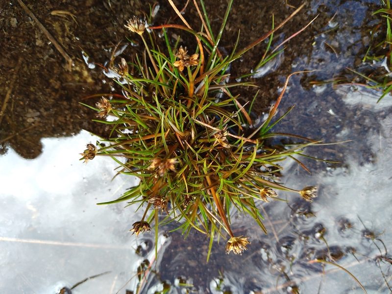 Juncus antarcticus, photographed by Leon Perrie