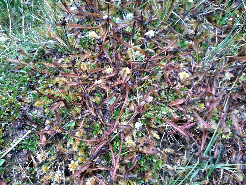 Drosera arcturi, photographed by Leon Perrie