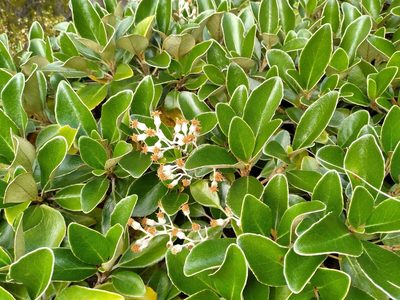 Brachyglottis elaeagnifolia, photographed by Leon Perrie