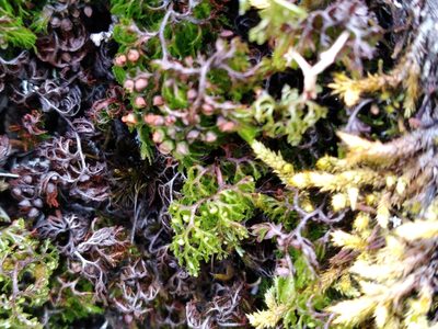 Hymenophyllum multifidum, photographed by Leon Perrie