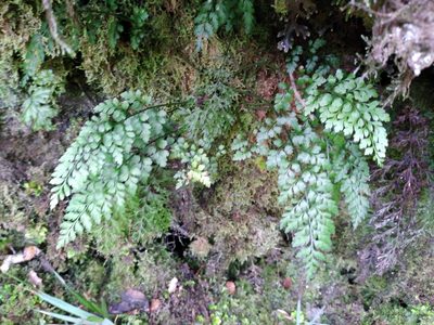 Asplenium hookerianum, photographed by Leon Perrie