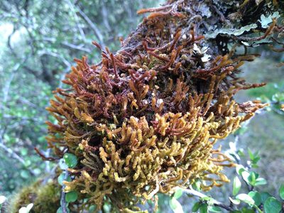 Chandonanthus squarrosus, photographed by Leon Perrie