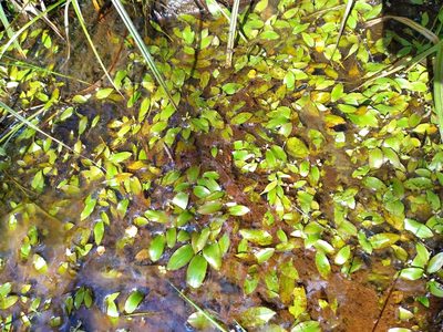 Potamogeton cheesemanii, photographed by Leon Perrie