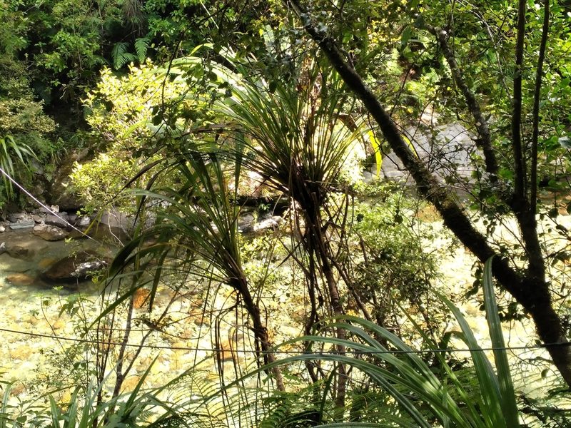 Cordyline banksii, photographed by Leon Perrie