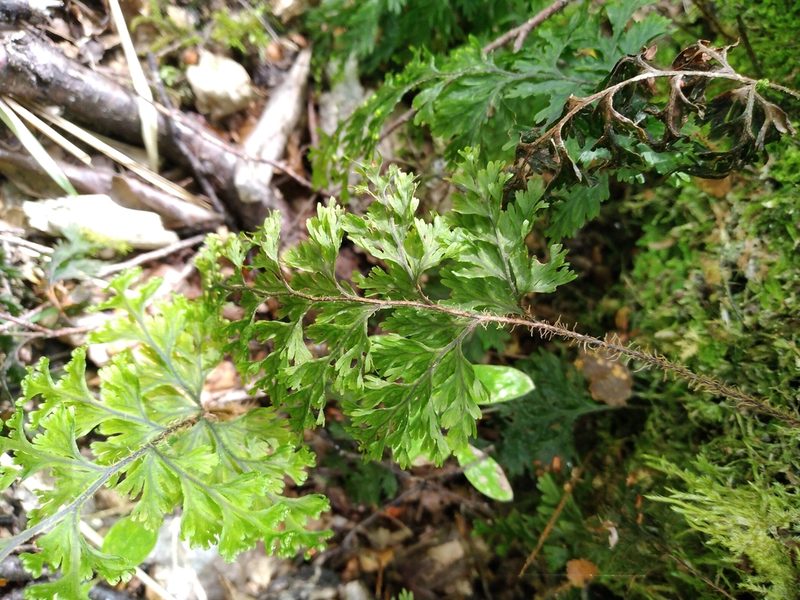 Hymenophyllum scabrum, photographed by Leon Perrie