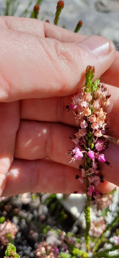 Erica curtophylla, photographed by Eugene Hahndiek