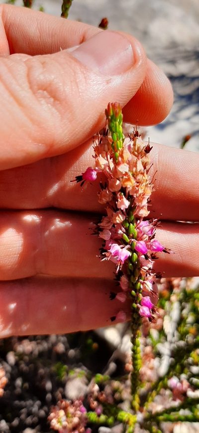 Erica curtophylla, photographed by Eugene Hahndiek