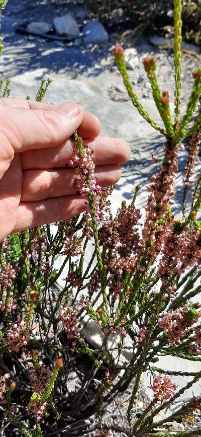 Erica curtophylla, photographed by Eugene Hahndiek