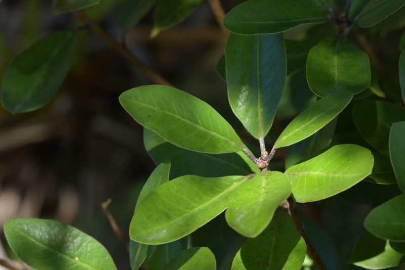 Pittosporum umbellatum, photographed by Christopher Stephens