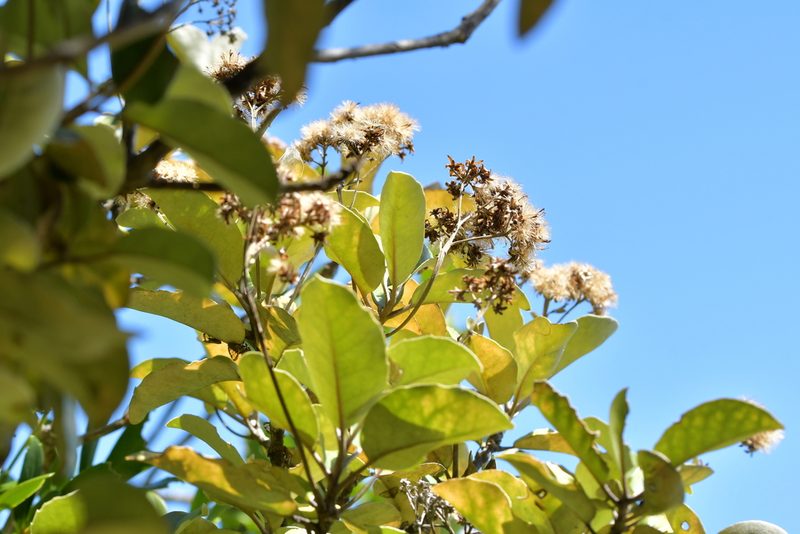Olearia furfuracea, photographed by Christopher Stephens