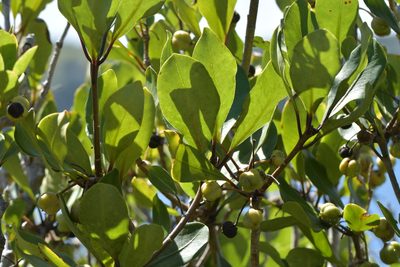 Pittosporum umbellatum, photographed by Christopher Stephens
