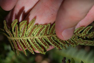 Doodia australis, photographed by Christopher Stephens