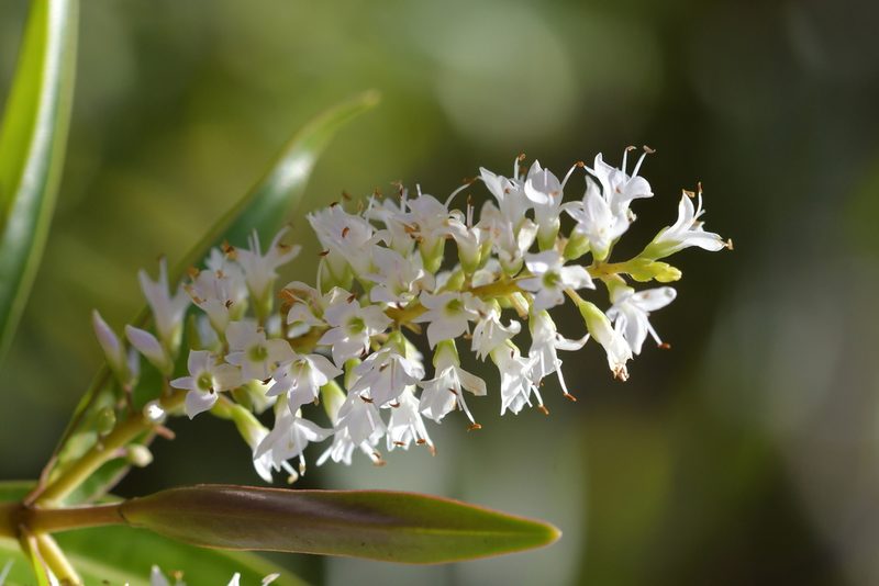 Veronica ligustrifolia, photographed by Christopher Stephens