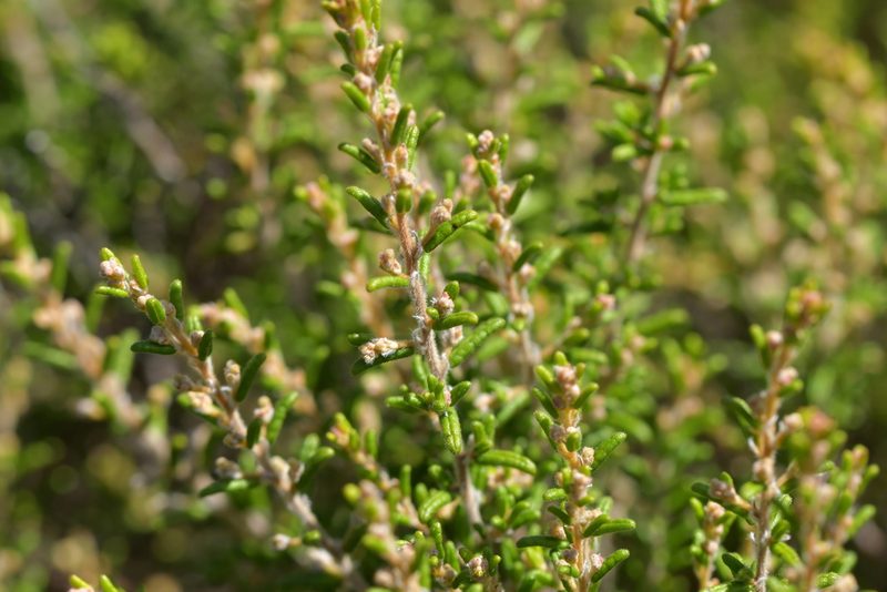 Pomaderris amoena, photographed by Christopher Stephens