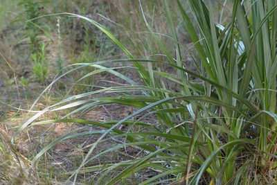 Astelia banksii, photographed by Christopher Stephens