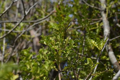 Phyllocladus trichomanoides, photographed by Christopher Stephens