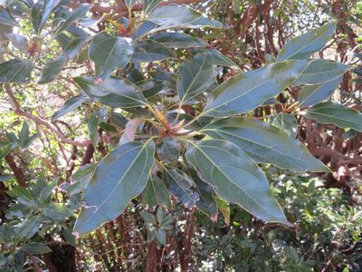 Neolitsea sericea, photographed by Marco Mussita