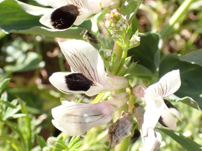 Vicia faba, photographed by Fabien Piednoir