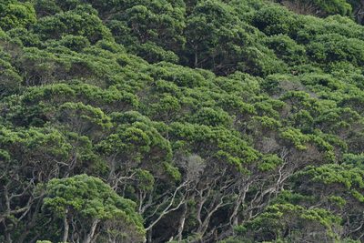 Metrosideros excelsa, photographed by Christopher Stephens