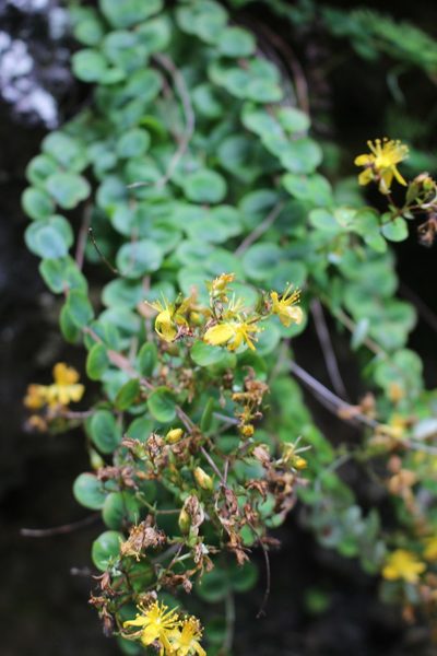 Hypericum nummularium, photographed by Bastien Alegot