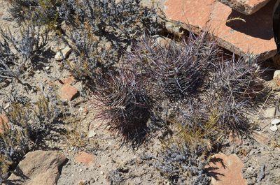 Austrocactus bertinii, photographed by Lauu