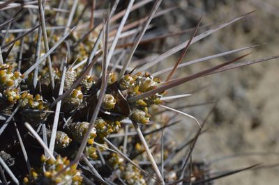 Maihuenia patagonica, photographed by E Santos Ortega