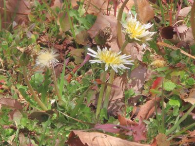 Taraxacum albidum, photographed by mami_t_t