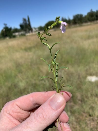 Stachys hyssopoides, photographed by Ryan Rattray