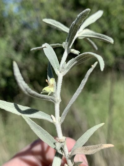 Stachys burchelliana, photographed by Ryan Rattray