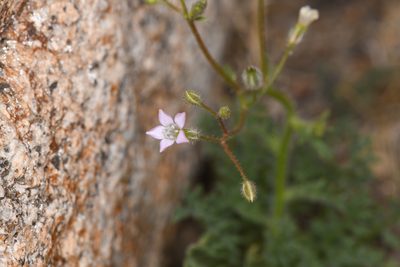 Gilia stellata, photographed by Trevor Van Loon