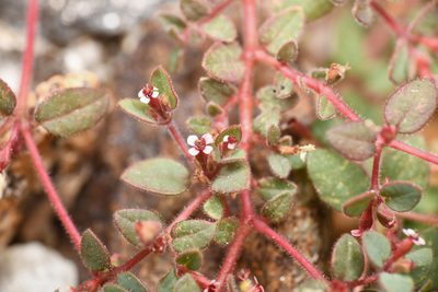 Euphorbia arizonica, photographed by Trevor Van Loon