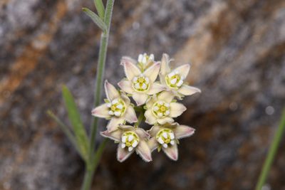 Funastrum hirtellum, photographed by Trevor Van Loon