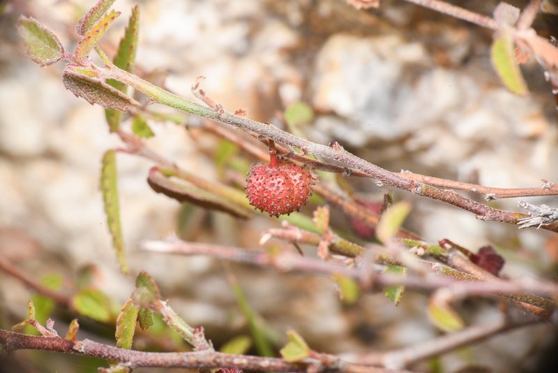Ayenia compacta, photographed by Trevor Van Loon